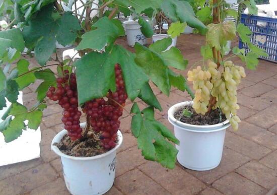 葡萄盆栽种植方法图片，5个步骤教你种植葡萄盆栽