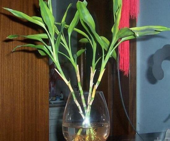 水培富貴竹怎么養才能旺盛，5個步驟教你養出旺盛的水培富貴竹