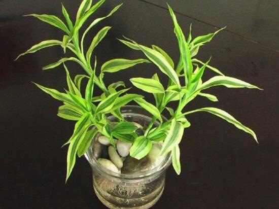 水培富貴竹怎么養才能旺盛，5個步驟教你養出旺盛的水培富貴竹