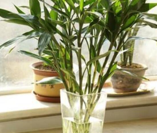 水培富贵竹怎么养才能旺盛，5个步骤教你养出旺盛的水培富贵竹