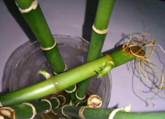 水培富贵竹一般养几根，4～6支寓意最好(顺风顺水)