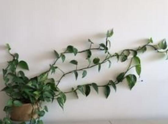 怎么养绿萝让它爬墙，4种方法让绿萝蹭蹭爬满墙
