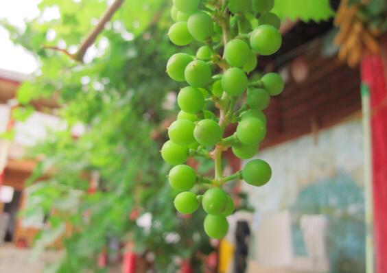 为什么家里不能种葡萄，为什么家里忌讳种葡萄