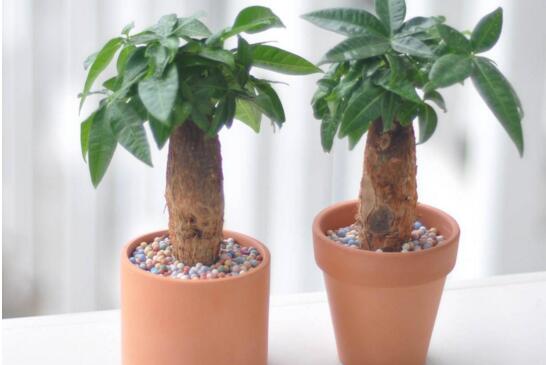 发财树苗怎么种会粗大，学好4个方法让你的发财树根粗叶绿