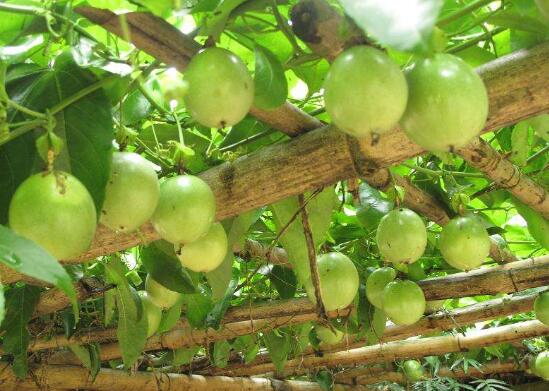 百香果一般是几月份成熟上市，5～10月成熟(8～10月最好吃)