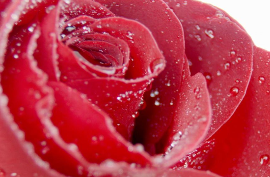 玫瑰花期是几月，玫瑰一年开几次(一年一次)