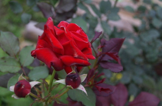 玫瑰花期是几月，玫瑰一年开几次(一年一次)