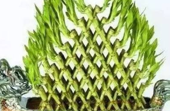 富贵竹能用淘米水养吗，可以（发酵稀释五倍后可以养殖）