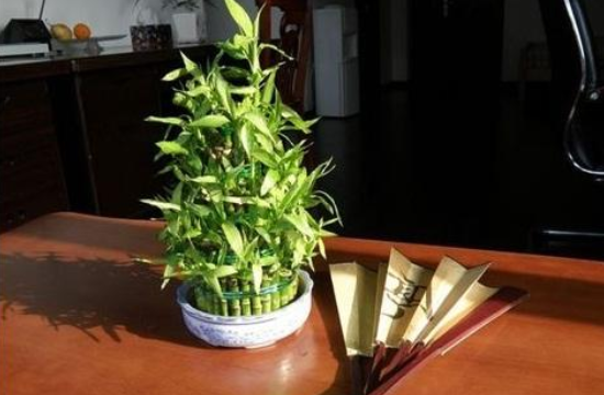 富贵竹能用淘米水养吗，可以（发酵稀释五倍后可以养殖）