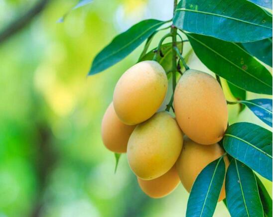 哪些人不适合吃芒果，这五种人群要远离芒果