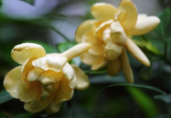 栀子花花朵变黄怎么办，3种方法让栀子花莹白似玉