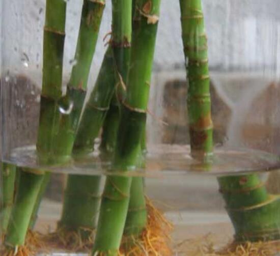 富贵竹怎么能绑出造型，富贵竹造型的步骤图解