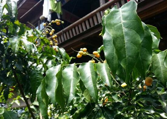 黄皮果树叶功效与作用，助消化增强抵抗力还能治感冒