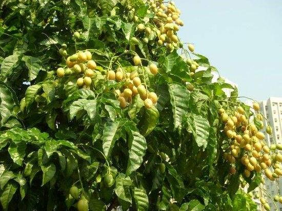 黄皮果树叶功效与作用，助消化增强抵抗力还能治感冒