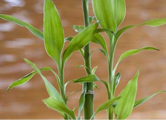 富贵竹如何分株繁殖，只需4个步骤就可以分株富贵竹