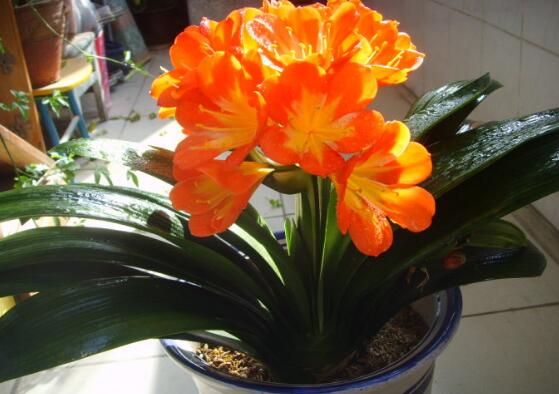 家里客厅养什么花最好，能旺客厅风水的十种花卉