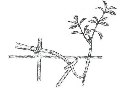 小叶栀子花的繁殖方法，播种扦插压条(附养护方法)