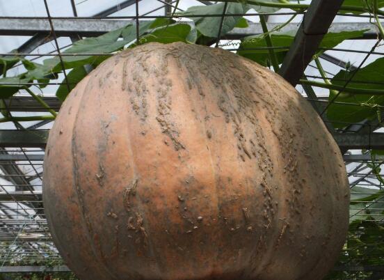 大南瓜的种植方法，5个步骤种出的南瓜又大又甜