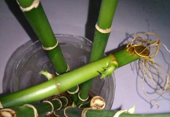 富贵竹怎么大量繁殖，扦插繁殖能让一根变十根