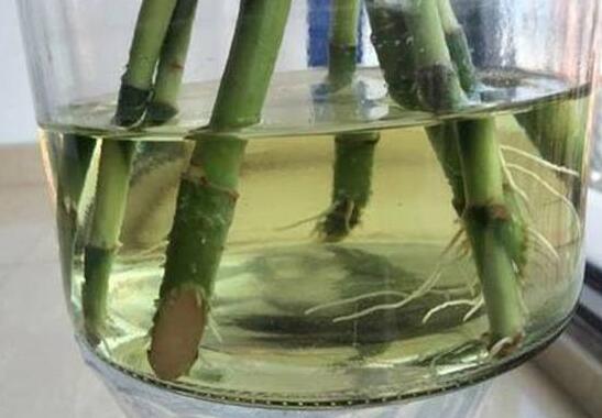 富贵竹怎么大量繁殖，扦插繁殖能让一根变十根