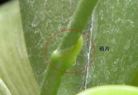 蝴蝶兰怎么繁殖最简单，花梗催芽法/切茎繁殖法(简单有效)