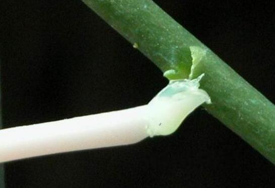 蝴蝶兰怎么繁殖最简单，花梗催芽法/切茎繁殖法(简单有效)
