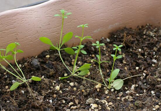 三色堇的花期多长，花期在4～7月(长达4个月)