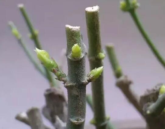 三色堇的花期多长，花期在4～7月(长达4个月)