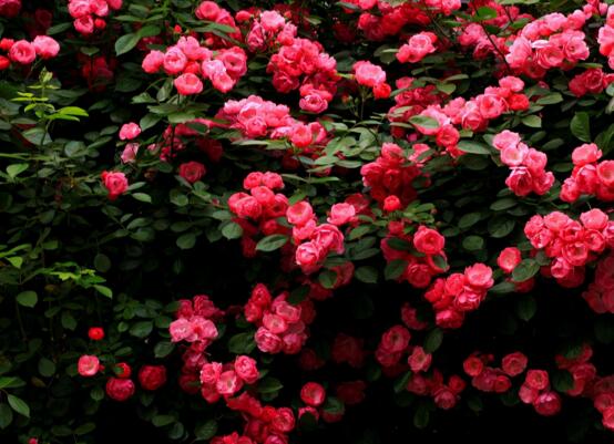 蔷薇花盆栽如何养，注意九个要点养出美丽的蔷薇花