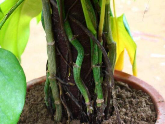 大叶绿萝怎么插杆图解，从扦插到生根只需五步