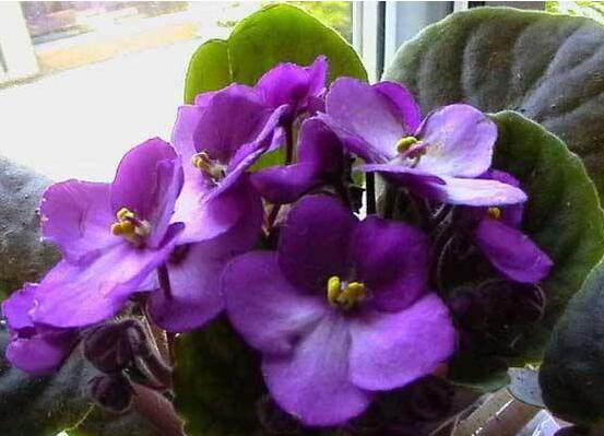 紫罗兰怎样栽培和繁殖，手把手教你4种紫罗兰繁殖方法