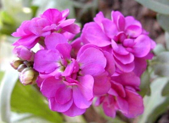紫罗兰怎样栽培和繁殖，手把手教你4种紫罗兰繁殖方法