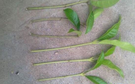 桂花扦插生根最快方法，扦插后30天就能生根长叶