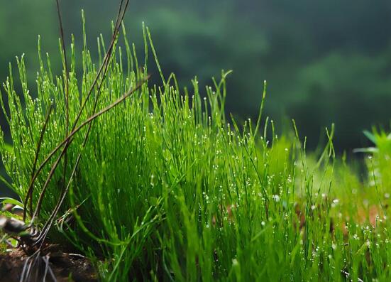竹节草怎么养，4个步骤教你养出郁郁葱葱的竹节草