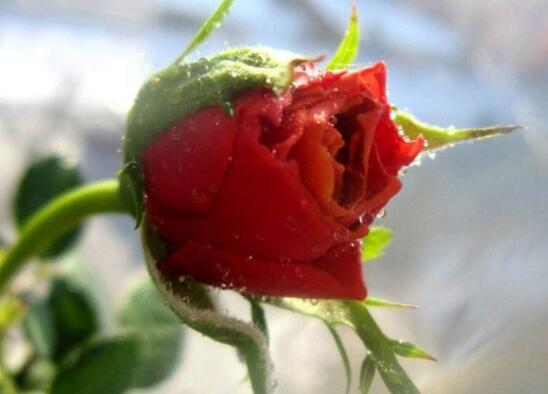 玫瑰花枝用水怎么养，水养玫瑰花生根的方法