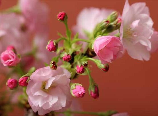 樱花盆景怎么养护，5个步骤教你养一盆赏心悦目的樱花