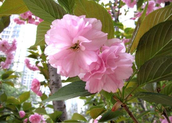 樱花盆景怎么养护，5个步骤教你养一盆赏心悦目的樱花