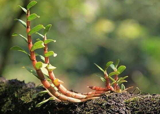 铁皮石斛的种植方法盆栽，严格控水控温少阳光才能养活