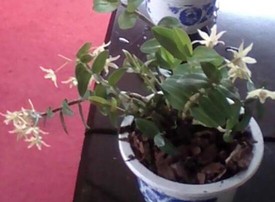 铁皮石斛的种植方法盆栽，严格控水控温少阳光才能养活