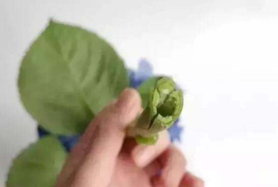 绣球花怎么在花瓶里养，5个技巧让绣球花枝存活超一周