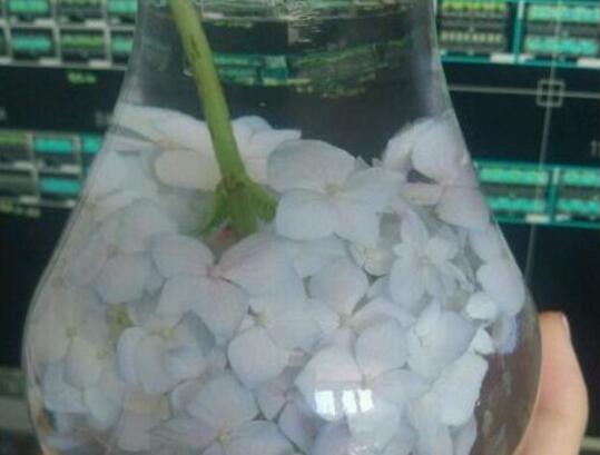 绣球花怎么在花瓶里养，5个技巧让绣球花枝存活超一周