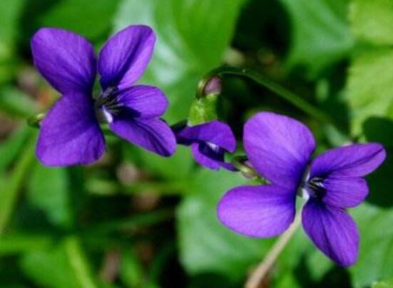 紫罗兰开花后怎样修剪，4个步骤还你一盆枝繁花茂的紫罗兰