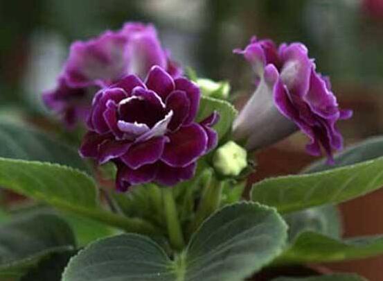 紫罗兰开花后怎样修剪，4个步骤还你一盆枝繁花茂的紫罗兰
