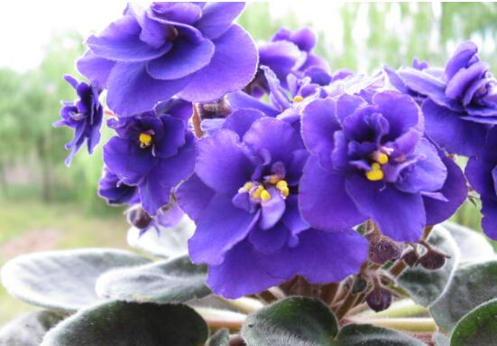 紫罗兰种植方法小盆栽，7个步骤教你紫罗兰爆盆的方法