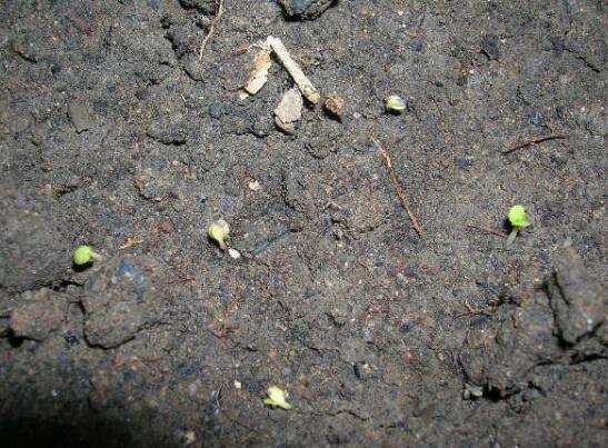紫罗兰种植方法小盆栽，7个步骤教你紫罗兰爆盆的方法