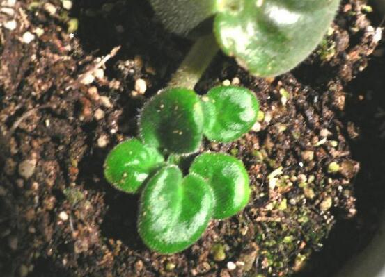 紫罗兰扦插方法图解，扦插长叶只需四步(半年开花)