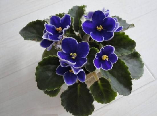 紫罗兰扦插方法图解，扦插长叶只需四步(半年开花)