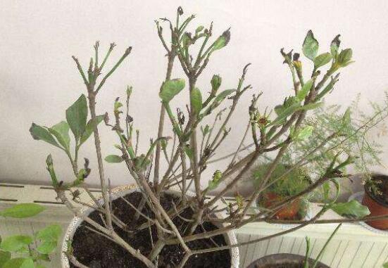 怎样使重剪的盆栽栀子花快长叶子，快速长叶的5个要点