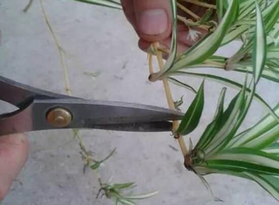 吊兰扦插繁殖方法图解，4步教你繁殖出新的吊兰盆栽