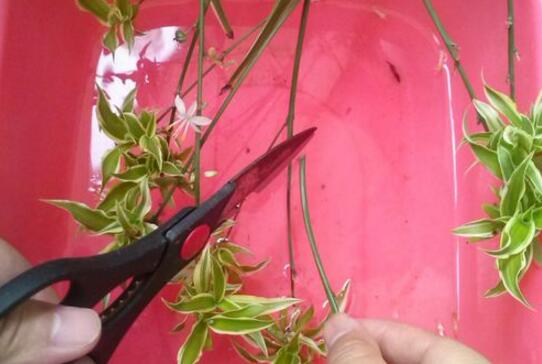 吊兰扦插繁殖方法图解，4步教你繁殖出新的吊兰盆栽